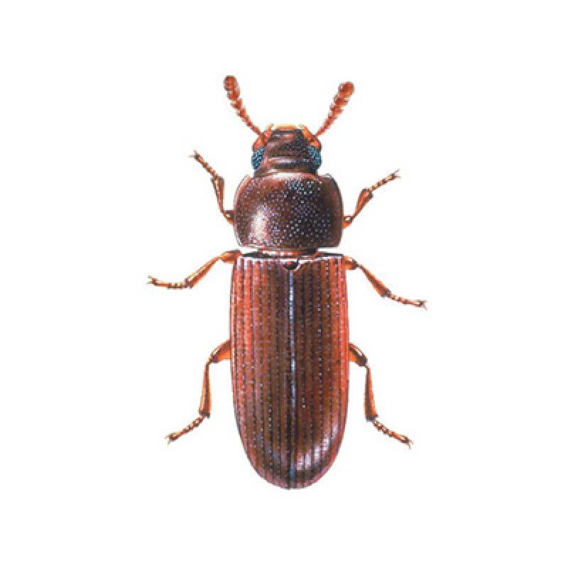 Fumigacin escarabajo de la harina Tribolium
