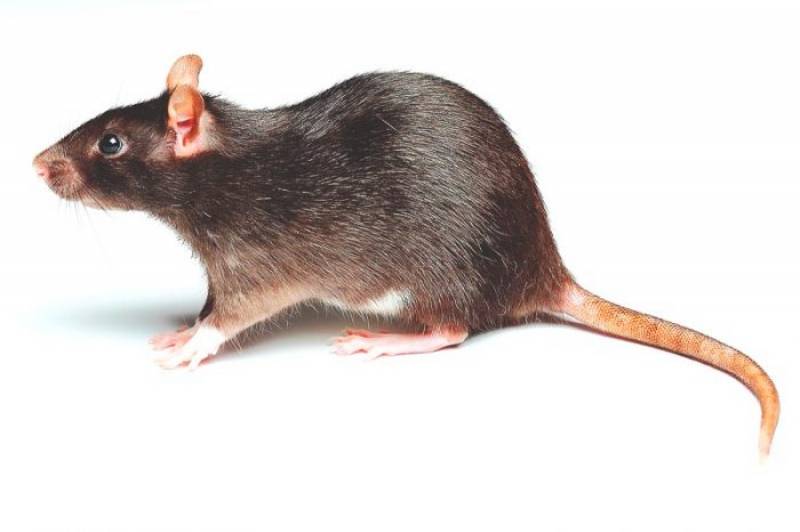 Fumigacin ratas y ratones